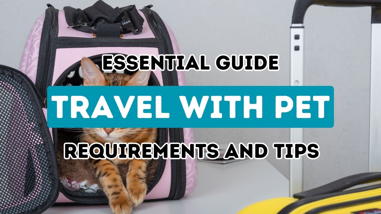 Ultimate Handbook for Taking Your Pet to Turkey: Necessary Steps and Recommendations